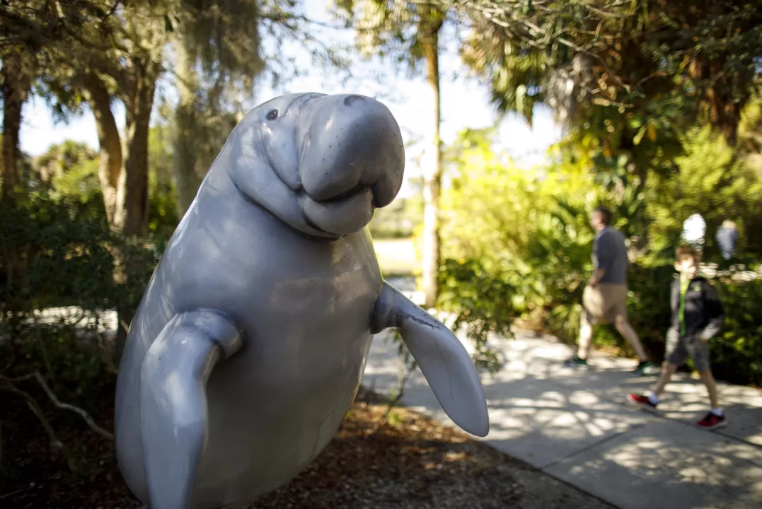 A statue of a manatee greets guests to Manatee Park