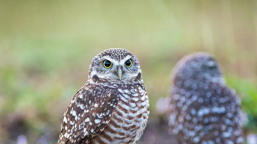 Bird Burrowing Owl Nature