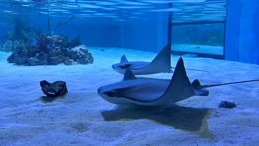 Cownose Stingrays