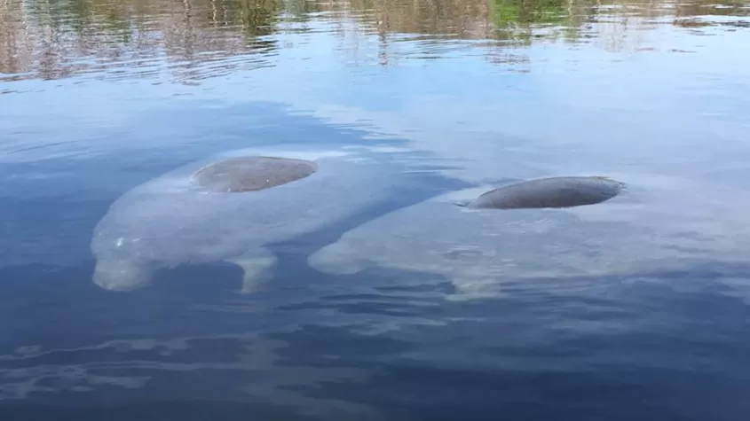 Manatee