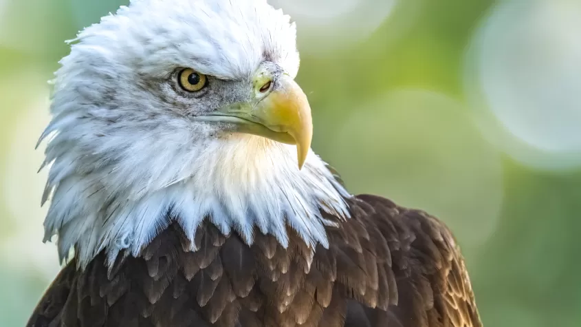 Bald Eagle