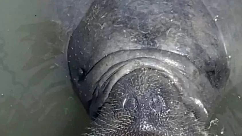 ManateeSmile