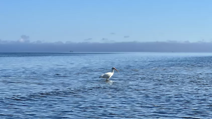 Bird in water