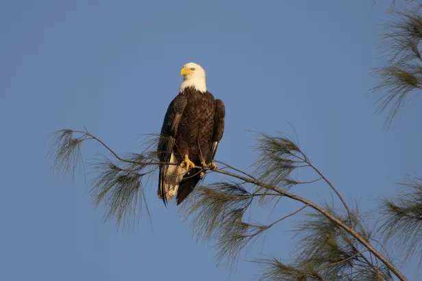 Eagle sitting on a tree branch
