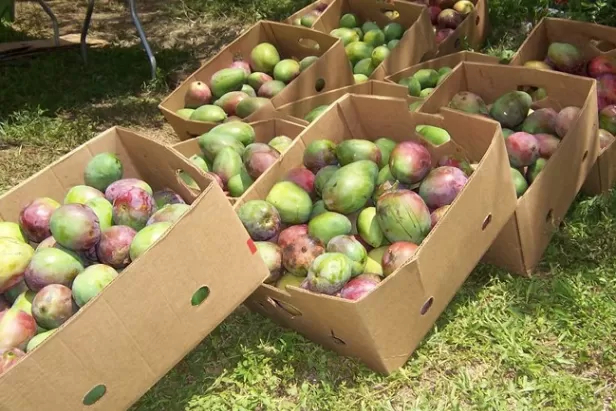 boxes of Mango
