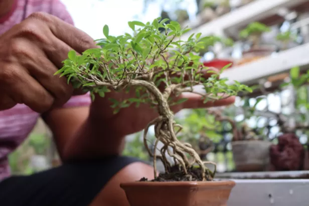 bonsai tree class at Brightwater Lagoon

