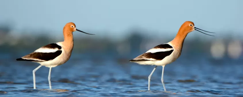 American Avocets